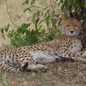  The Serengeti, TZ